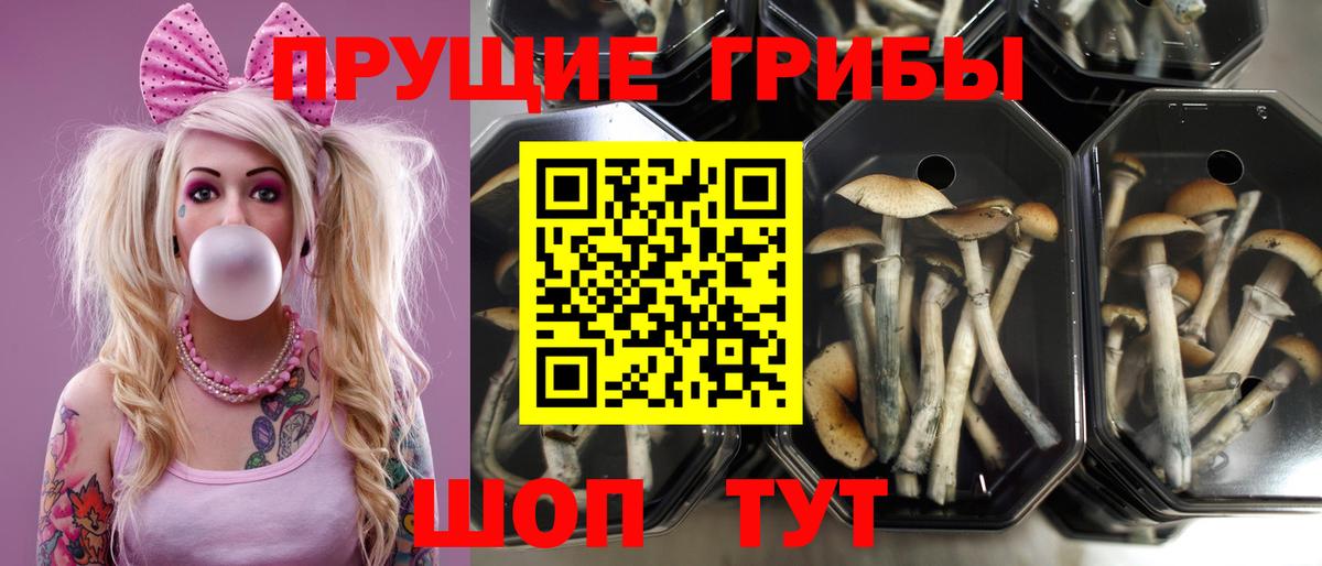 Псилоцибиновые грибы Psilocybe  Вход с VPN  Советский 